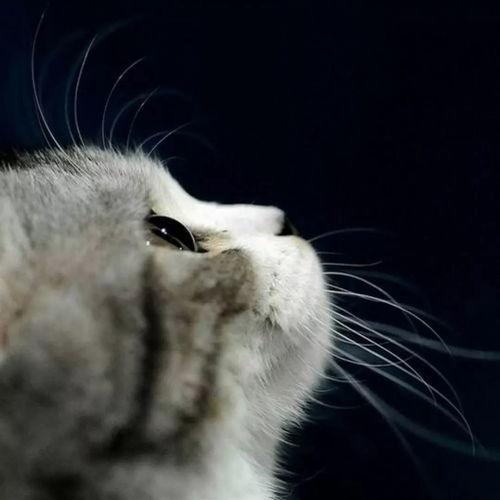 娱乐吃瓜酱猫猫